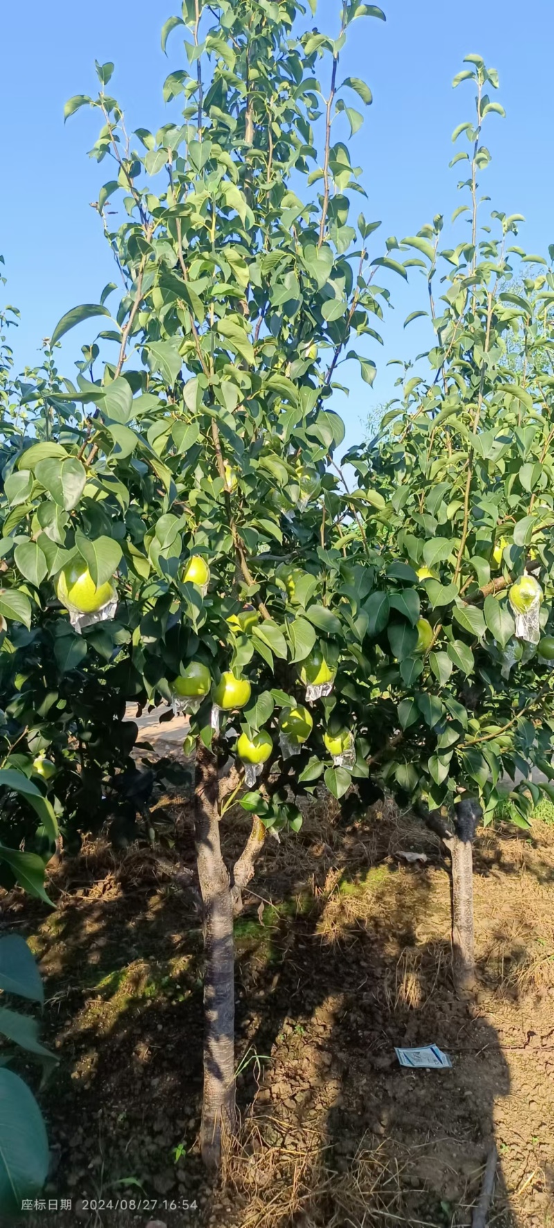 河北雪花梨，水分足，甜度高，欢迎新老客户前来合作