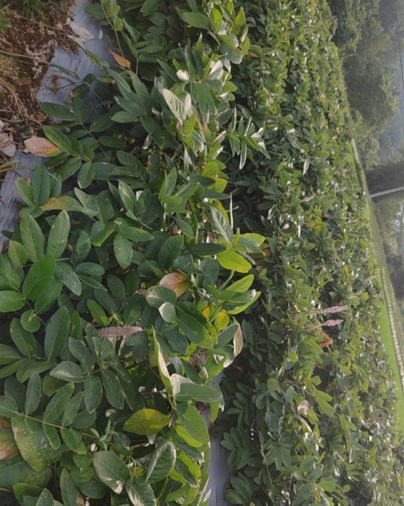 石参根，干货