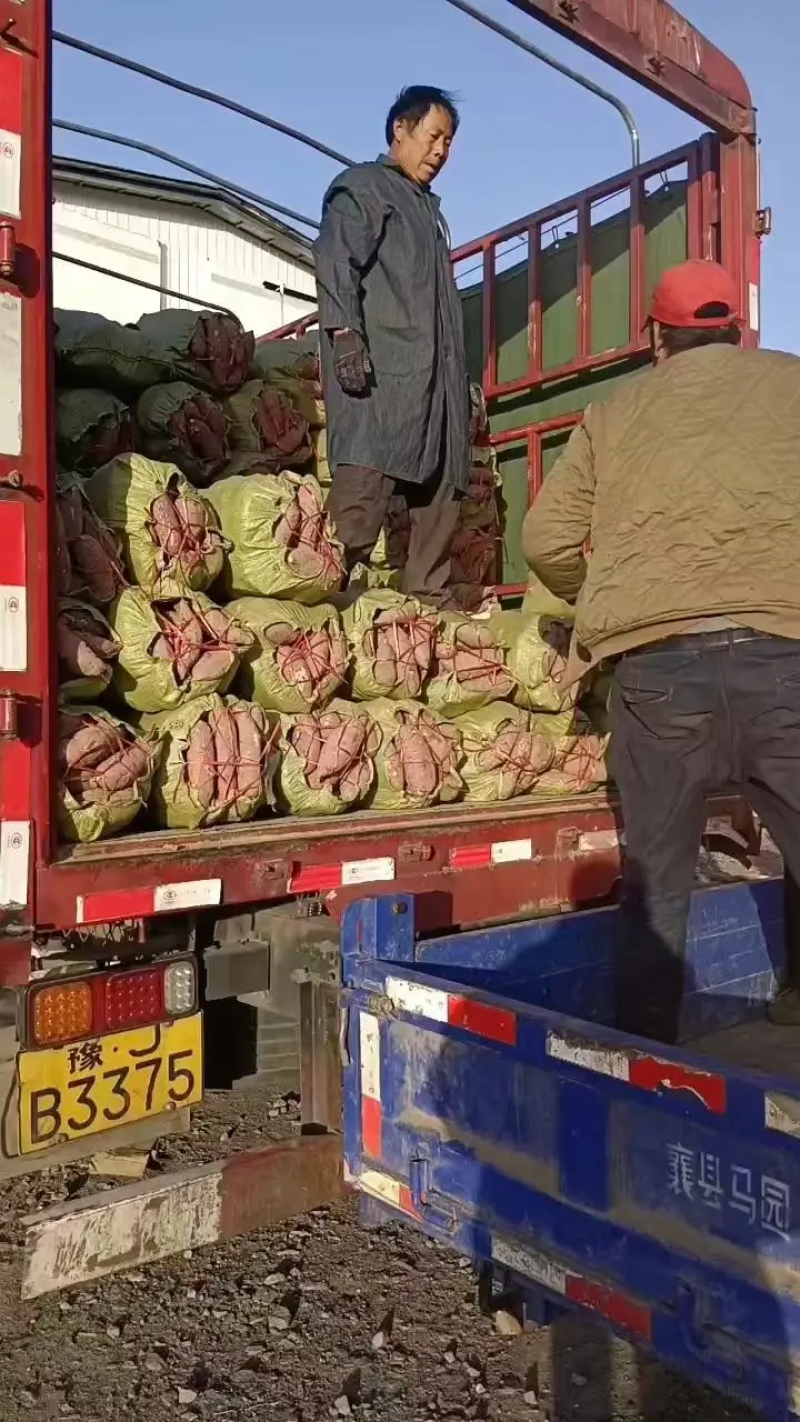 精品商薯19，一手货源，全国供应，诚信经营，可视频看货