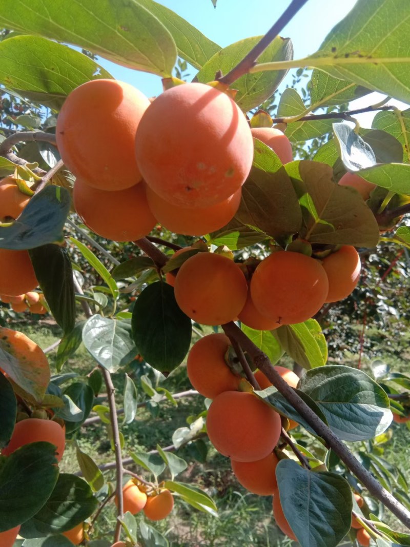 大量供应吊红柿子胭脂红大量上市，对接各大市场商超电商平台