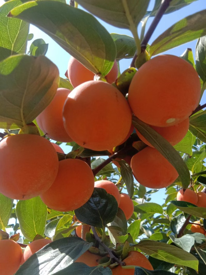 大量供应吊红柿子胭脂红大量上市，对接各大市场商超电商平台