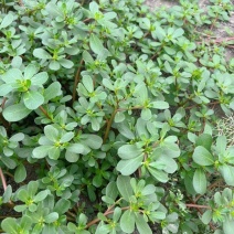 马齿苋干包邮新鲜菜野生马蜂菜马齿菜茶无硫包子馅马齿见马齿