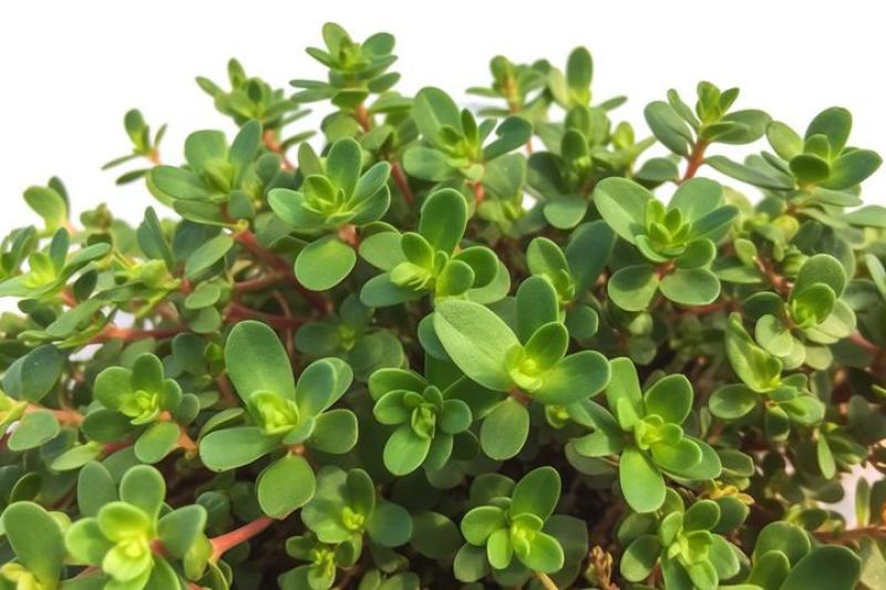 马齿苋干包邮新鲜菜野生马蜂菜马齿菜茶无硫包子馅马齿见马齿