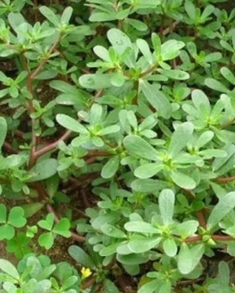 马齿苋干包邮新鲜菜野生马蜂菜马齿菜茶无硫包子馅马齿见马齿