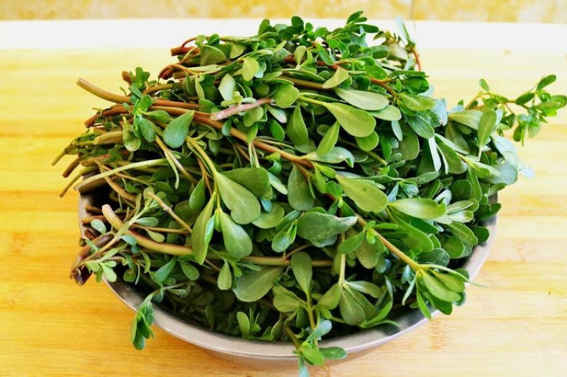 马齿苋干包邮新鲜菜野生马蜂菜马齿菜茶无硫包子馅马齿见马齿