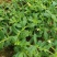 马齿苋干包邮新鲜菜野生马蜂菜马齿菜茶无硫包子馅马齿见马齿
