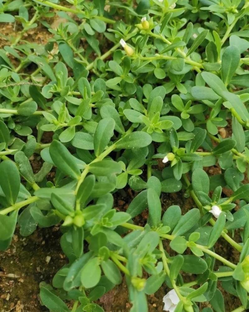 马齿苋干包邮新鲜菜野生马蜂菜马齿菜茶无硫包子馅马齿见马齿
