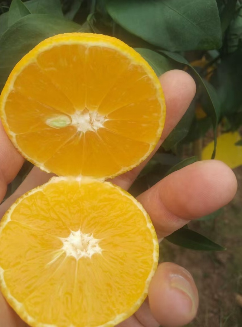 特早蜜橘