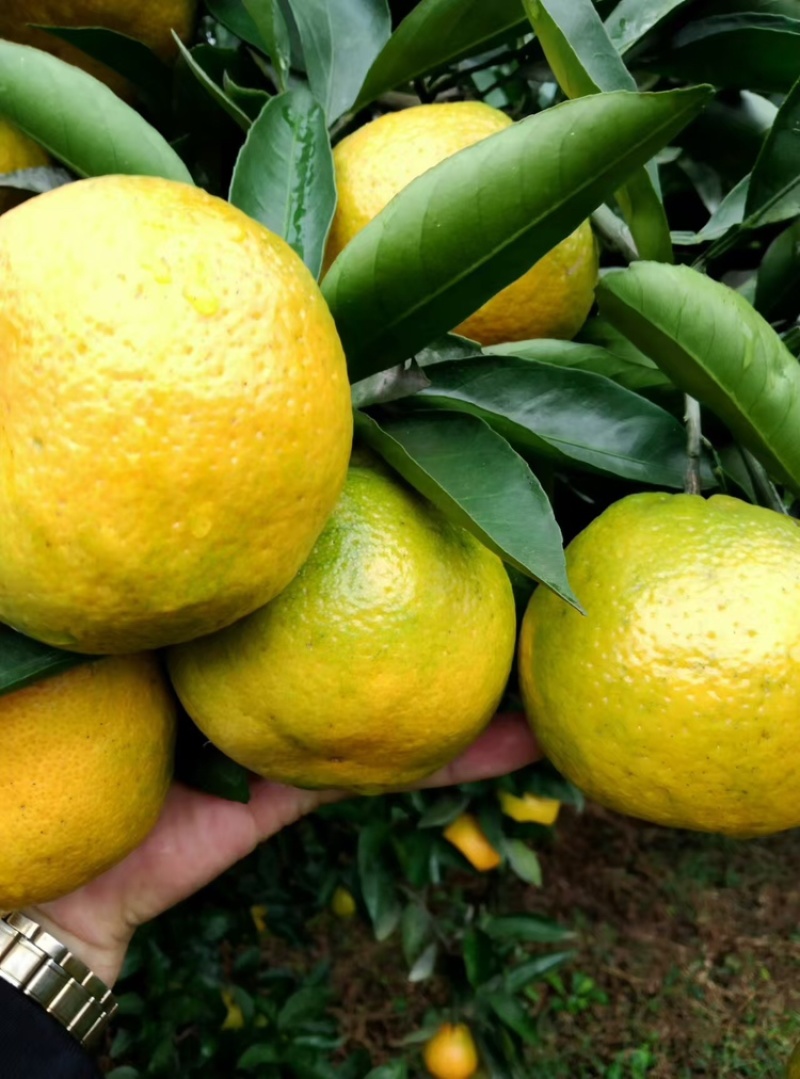 特早蜜橘