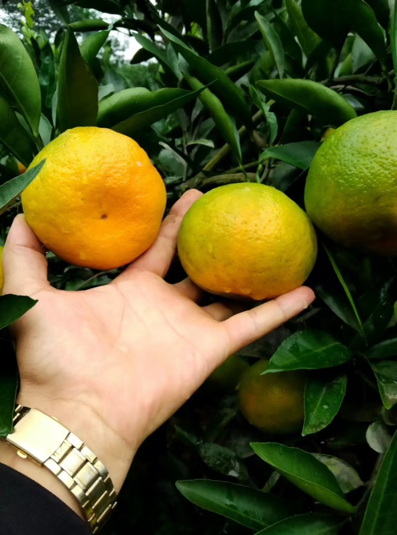 特早蜜橘