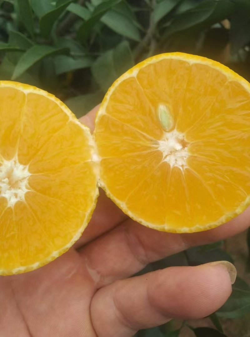 特早蜜橘