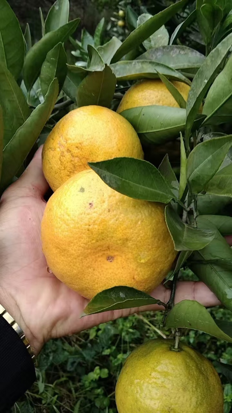 资中县特早蜜橘大量上市中可对接电商，商超，市场