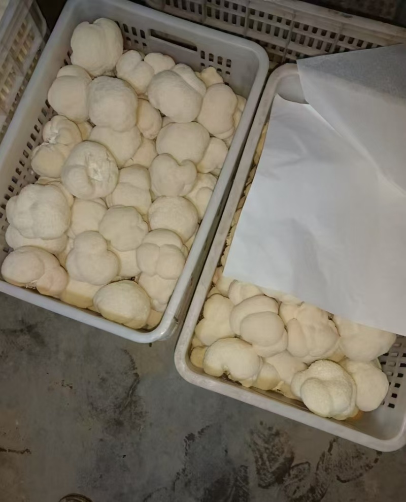 【热卖】优选山东猴头菇产地直发规格齐全品质保证量大从优