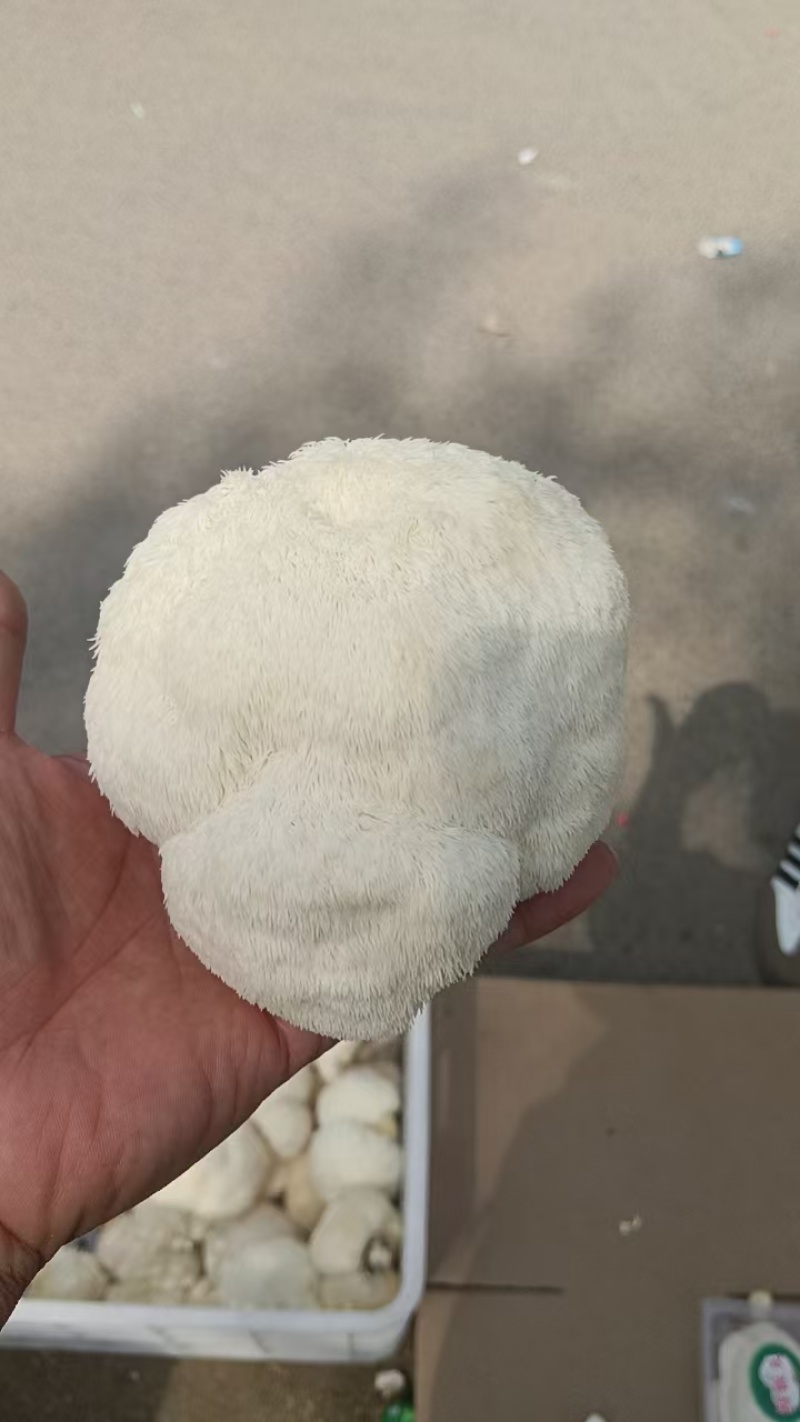 【推荐】精品猴头菇基地直供一手货源保质保量可视频看货