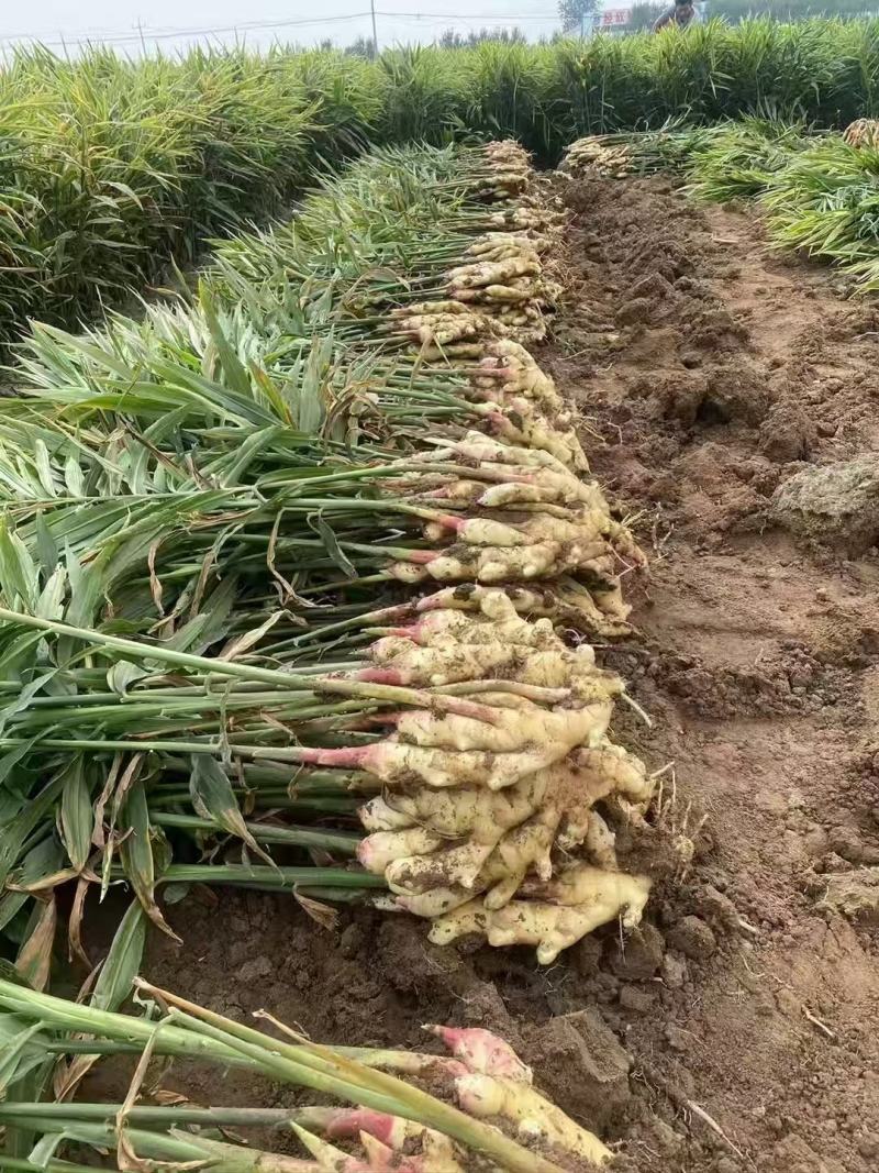 鲜姜落价了！想存鲜姜的，我家乡是万亩生姜产地、质量绝对好