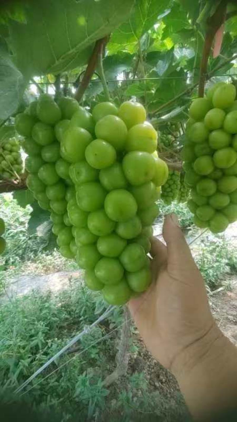 精品紫甜无核，阳光玫瑰，有实力的老板联系我