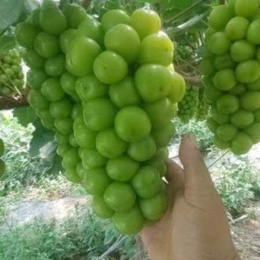 精品紫甜无核，阳光玫瑰，有实力的老板联系我