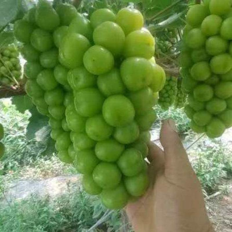 精品紫甜无核，阳光玫瑰，有实力的老板联系我