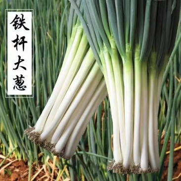 铁杆大葱（刚葱，钢葱，）基地直发，专业代收代发
