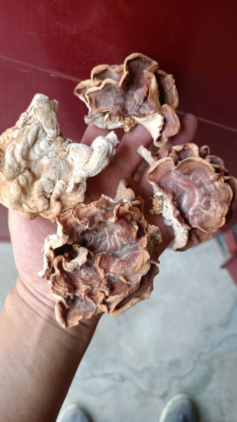 产地榆耳，酒店特色食材榆耳菌榆耳菇好榆耳优质榆耳自产自销