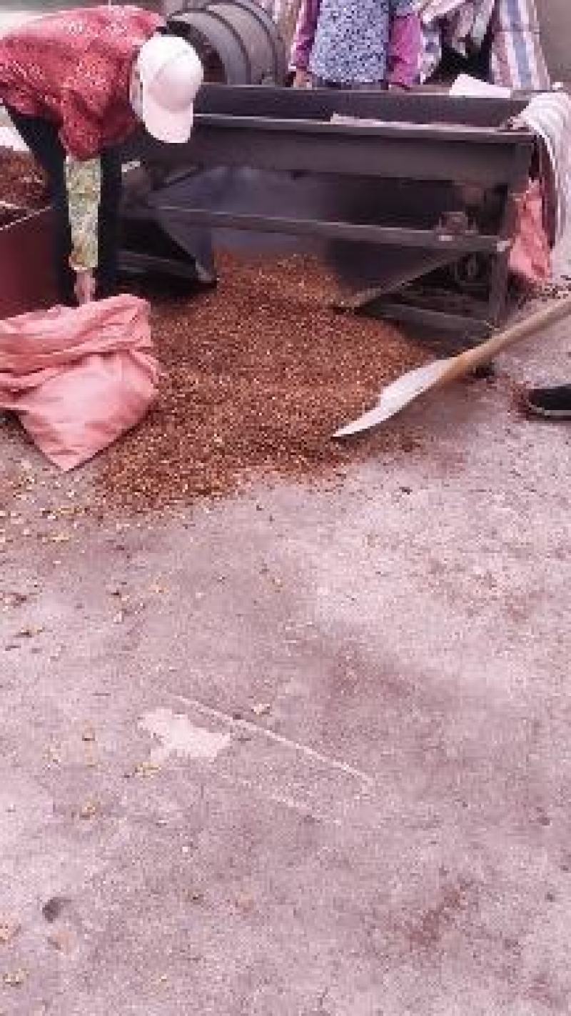 价格待定！生八角接电商批发商代晒代加工一条龙