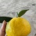 丑橘大量上市走货湖北枝江产地直发价格便宜货源充足口感纯甜