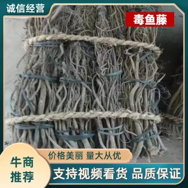 鱼藤根鱼藤粉货源充足，品质优良欢迎来电咨询采购
