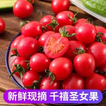 千禧圣女果西红枣产地看货论价保质保量欢迎订购