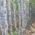 广东黑皮甘蔗大量上市