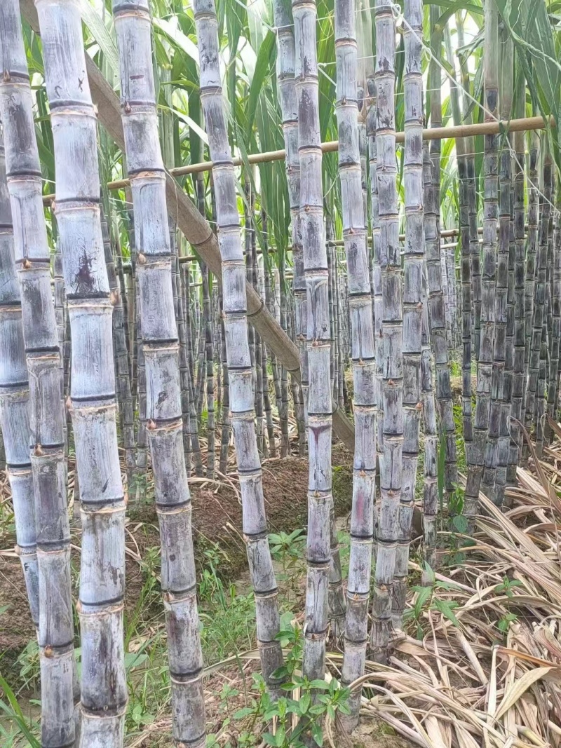 广东黑皮甘蔗大量上市