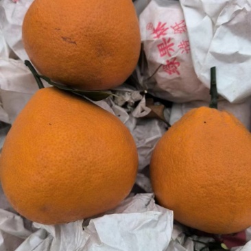 阿蜜达柑桔苗.早熟品质超过耙耙柑