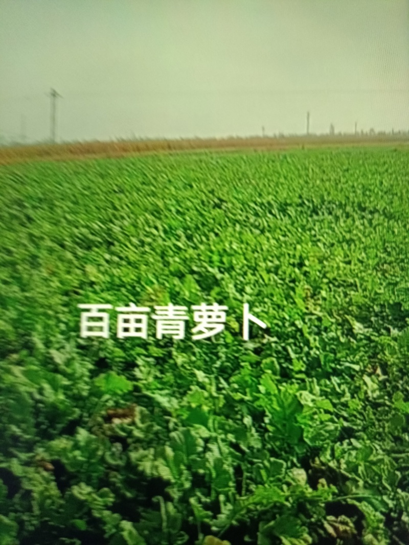 山西青萝卜