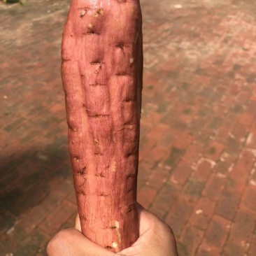 红皮哈密红薯，内蒙唐山精品哈密，白哈蜜红薯各种规格