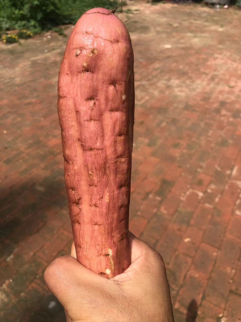 红皮哈密红薯，内蒙唐山精品哈密，白哈蜜红薯各种规格