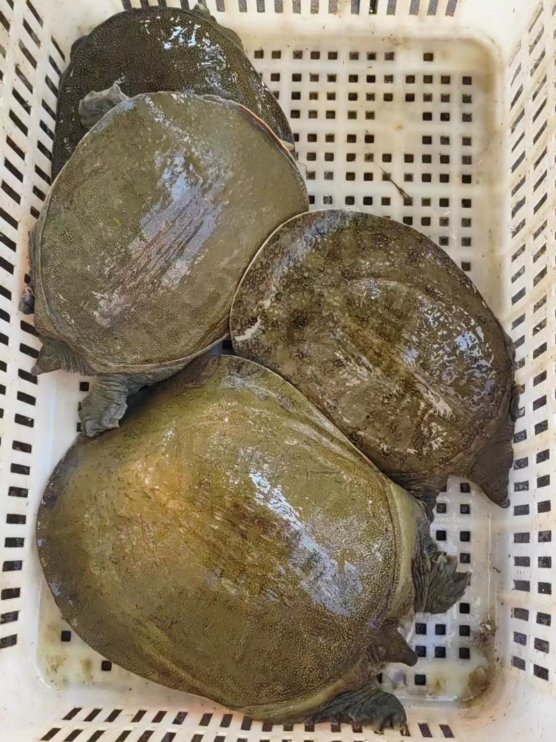 湖南汉寿生态甲鱼，量大从优。长期供货，一手货源，欢迎致电