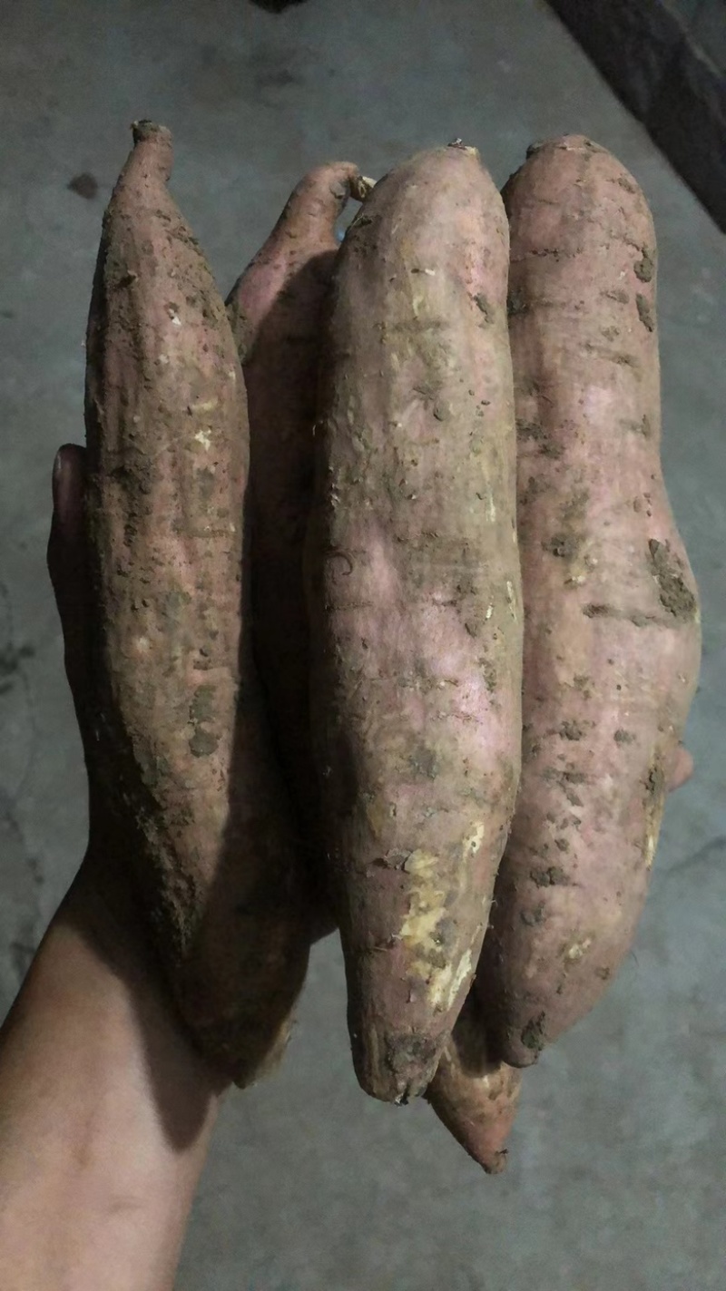 红皮哈密红薯，内蒙唐山精品哈密，白哈蜜红薯各种规格