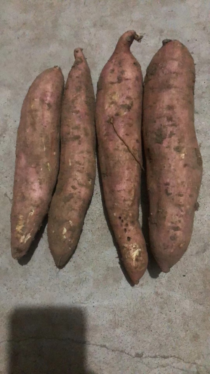 红皮哈密红薯，内蒙唐山精品哈密，白哈蜜红薯各种规格