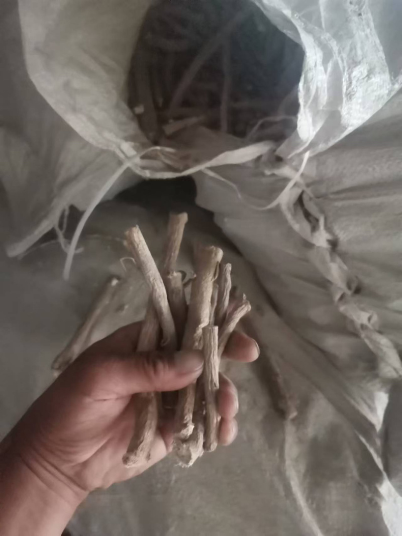 精品黄芪条甘肃张掖黄芪条，产地货源，量大产地直发