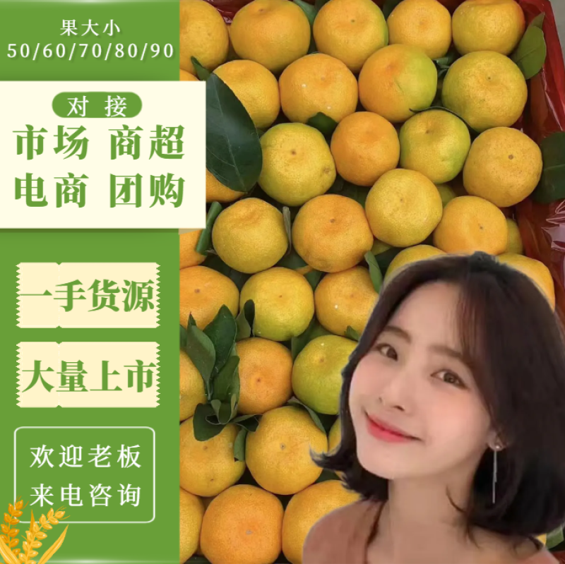 云南特早蜜桔皮薄多汁批发价格电商品质全国发货