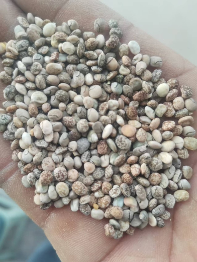 鲁冰花种子，羽扇豆易种植质量好花期长质量保证欢迎咨