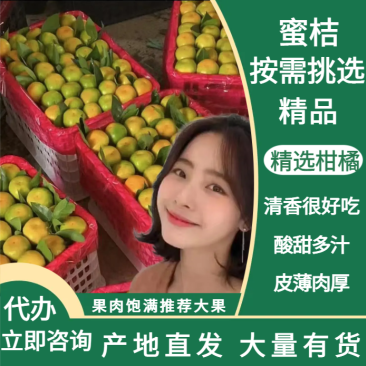 云南特早蜜橘，口感纯甜，现採现发，产地提供洗果打蜡