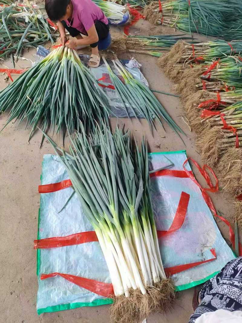 饶阳大葱长白大葱基地蔬菜诚信代办欢迎联系