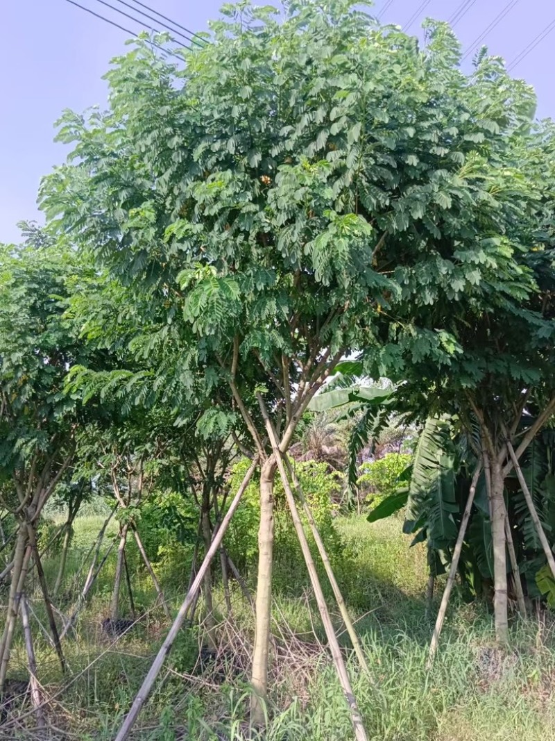 黄花槐5～10公分基地直销规格齐全质量优质
