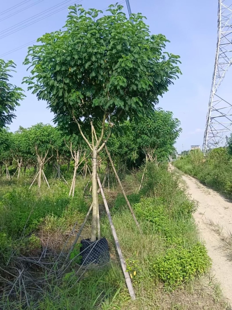 黄花槐5～10公分基地直销规格齐全质量优质