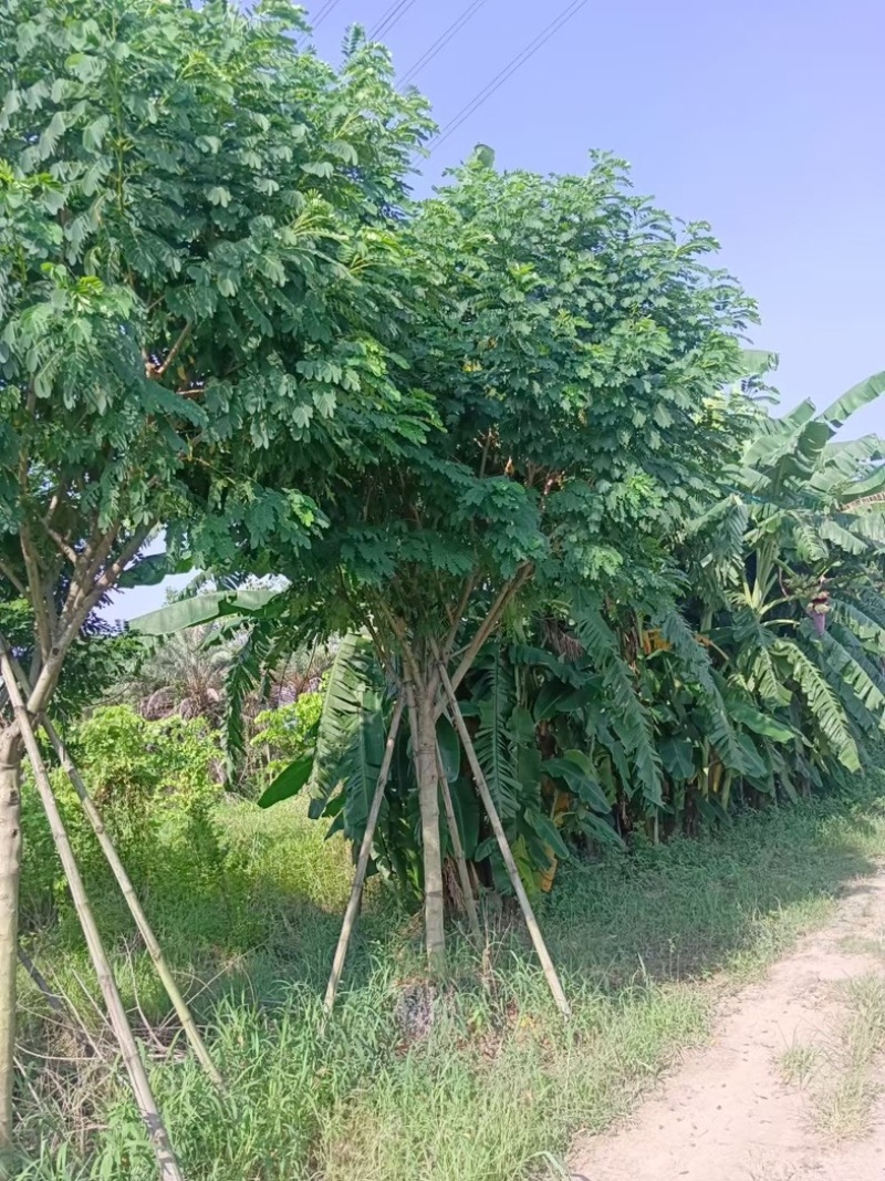 黄花槐5～10公分基地直销规格齐全质量优质
