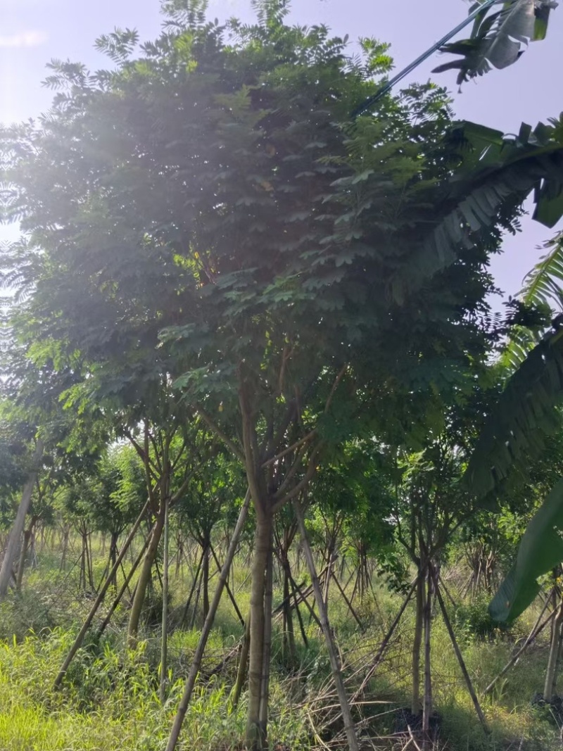 黄花槐5～10公分基地直销规格齐全质量优质