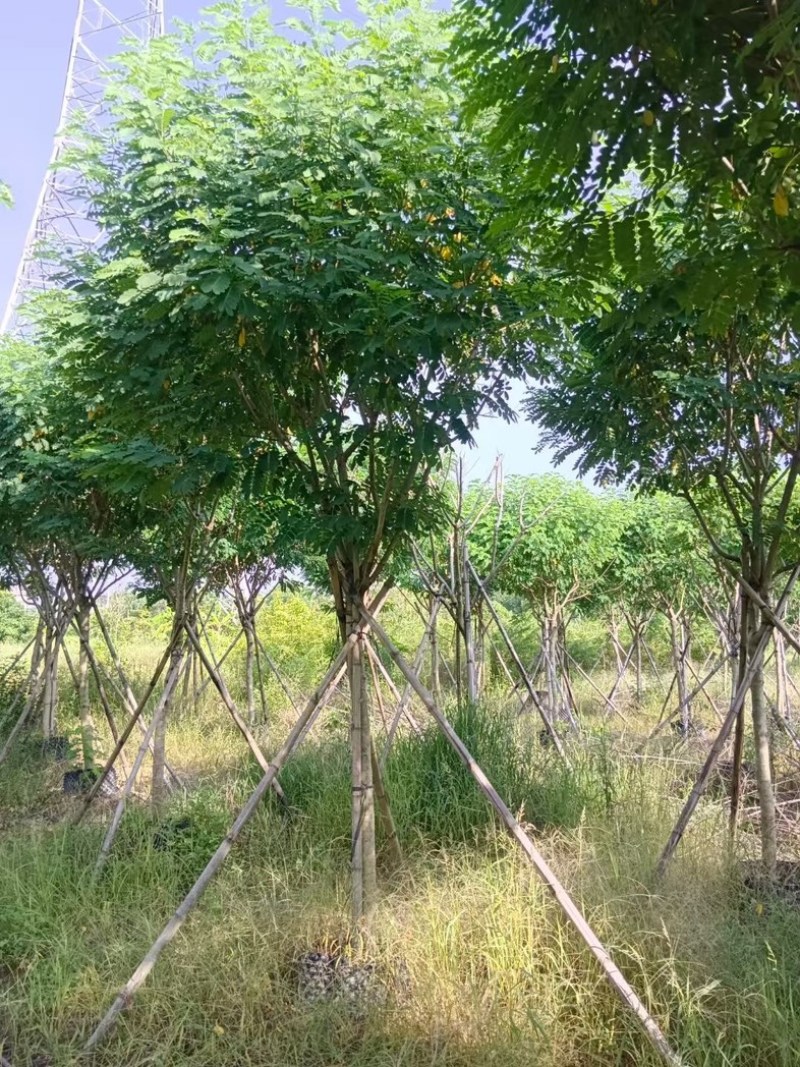 黄花槐5～10公分基地直销规格齐全质量优质