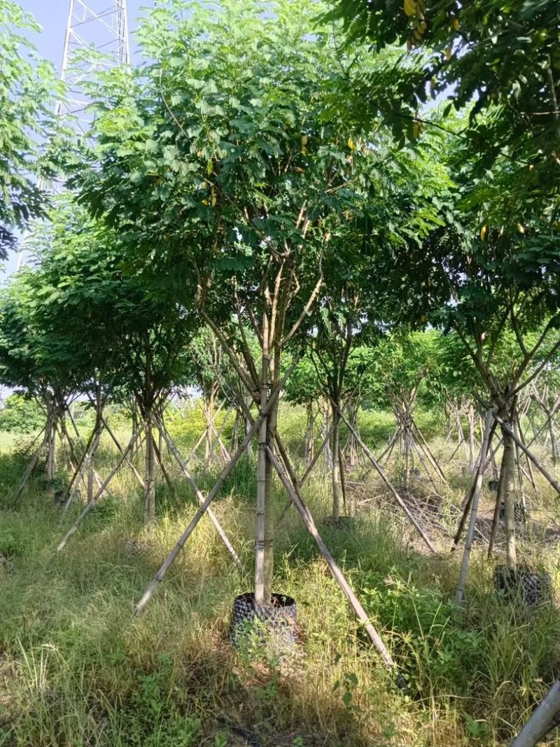 黄花槐5～10公分基地直销规格齐全质量优质