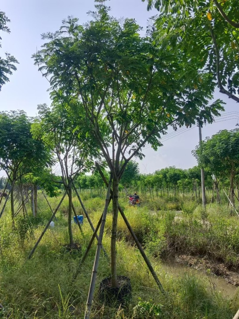 黄花槐5～10公分基地直销规格齐全质量优质