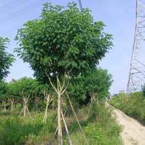 黄花槐5～10公分基地直销规格齐全质量优质